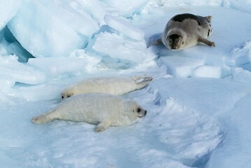 HARP SEAL pagophilus groenlandicus, FEMALE WITH PUP, MAGDALENA ISLAND IN CANADA