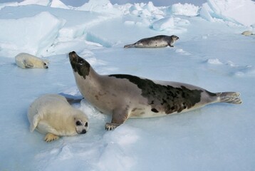Naklejka premium HARP SEAL pagophilus groenlandicus, FEMALE WITH PUP STANDING ON ICE FIELD, MAGDALENA ISLAND IN CANADA