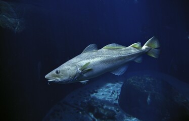 Fototapeta premium ATLANTIC COD gadus morhua