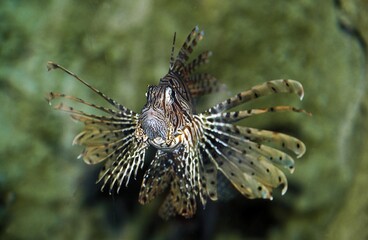 Fototapeta na wymiar COMMON LION FISH pterois volitans, VENOMOUS FISH