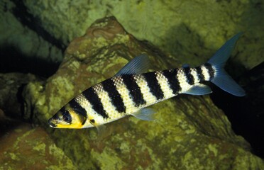 BLACK-BANDED LEPORINUS leporinus fasciatus