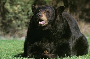 Obraz na płótnie Canvas AMERICAN BLACK BEAR ursus americanus, ADULT WITH OPEN MOUTH, CANADA