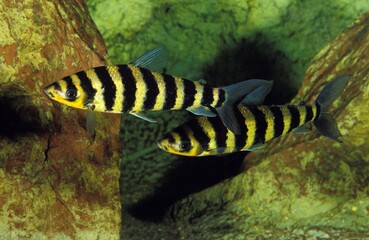 BLACK-BANDED LEPORINUS leporinus fasciatus