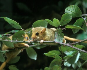 COMMON DORMOUSE muscardinus avellanarius, ADULTS STANDING ON BRANCH
