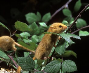 COMMON DORMOUSE muscardinus avellanarius, ADULT STANDING IN BRAMBLE
