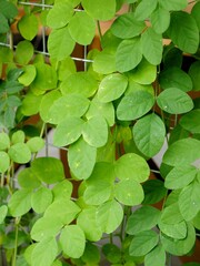 A colour photo of fresh green leaves under sunlight