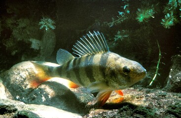 EUROPEAN PERCH perca fluviatilis