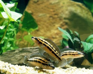 DICKFELD'S JULIE julidochromis dickfeldi