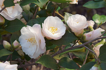 Close-up image of Spring Mist camellia flowers - obrazy, fototapety, plakaty