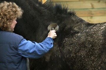WOMAN WITH ENGLISH THOROUGHBRED HORSE, BRUSHING MUD OFF HORSE COAT WITH GROOMING BRUSH