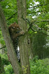 SRI LANKAN LEOPARD panthera pardus kotiya, ADULT CLIMBING TREE TRUNK