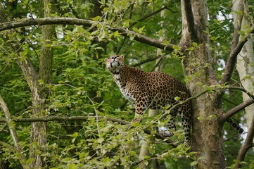 SRI LANKAN LEOPARD panthera pardus kotiya, ADULT STANDING IN TREE
