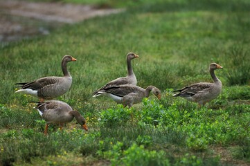 GREYLAG GOOSE anser anser, GROUP OF ADULTS STANDING ON GRASS