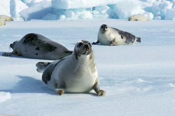 HARP SEAL pagophilus groenlandicus, FEMALES STANDING ON ICE FIELD, MAGDALENA ISLAND IN CANADA