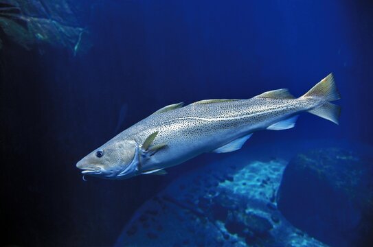 ATLANTIC COD gadus morhua