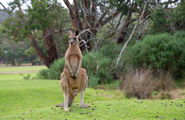 Male kangaroo - Eastern Grey Kangaroo - Anglesea Golf Course, Victoria, Australia