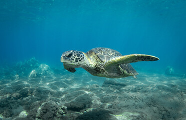 Obraz na płótnie Canvas Green Sea turtle swimming over reef in Hawaii