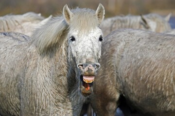 Fototapeta premium CAMARGUE HORSE, ADULT WHINNYING, SAINTES MARIE DE LA MER IN THE SOUTH OF FRANCE