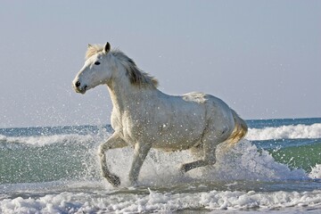 CAMARGUE HORSE, ADULT GALLOPING ON BEACH, SAINTES MARIE DE LA MER IN THE SOUTH OF FRANCE