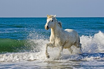 Fototapeta premium CAMARGUE HORSE, ADULT GALLOPING ON BEACH, SAINTES MARIE DE LA MER IN THE SOUTH OF FRANCE