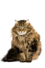 Obraz premium ANGORA DOMESTIC CAT, MALE SITTING AGAINST WHITE BACKGROUND