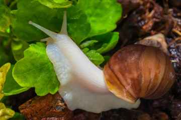 Achatina snail close-up. Macro photo. The surface texture of the snail's body. Snail habitat....