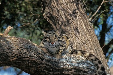 CLOUDED LEOPARD neofelis nebulosa, ADULT LAYING ON BRANCH