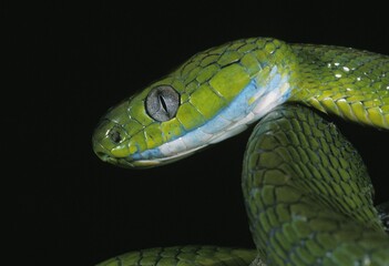 GREEN CAT SNAKE boiga cyanea, HEAD OF ADULT, THAILLAND
