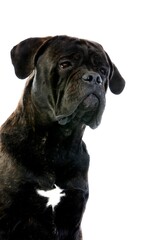 Naklejka premium CANE CORSO, A DOG BREED FROM ITALY, PORTRAIT OF ADULT AGAINST WHITE BACKGROUND