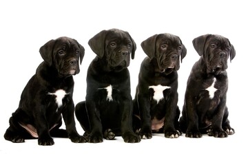 CANE CORSO, A DOG BREED FROM ITALY, PUP AGAINST WHITE BACKGROUND