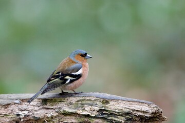 COMMON CHAFFINCH fringilla coelebs, MALE STANDING ON STUMP, NORMANDY