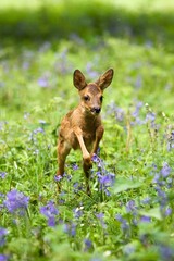 ROE DEER capreolus capreolus, FAWN WITH FLOWERS, NORMANDY © slowmotiongli