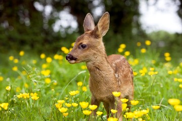 ROE DEER capreolus capreolus, FAWN WITH YELLOW FLOWERS, NORMANDY
