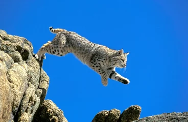  BOBCAT lynx rufus, ADULT LEAPING FROM ROCK, CANADA © slowmotiongli