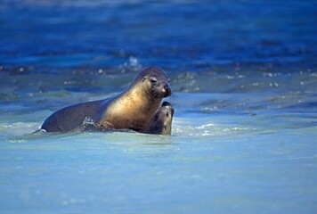 Obraz premium AUSTRALIAN SEA LION neophoca cinerea, AUSTRALIA