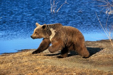 GRIZZLY BEAR ursus arctos horribilis, ADULT RUNNING BESIDE LAKE, ALASKA