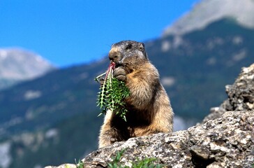 ALPINE MARMOT marmota marmota, ADULT EATING DANDELION
