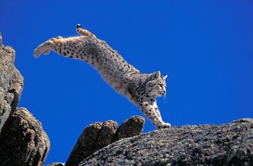 BOBCAT lynx rufus, ADULT LEAPING ON ROCK, CANADA