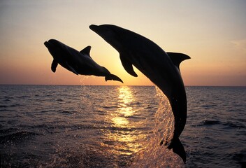 BOTTLENOSE DOLPHIN tursiops truncatus, ADULTS LEAPING AT SUNSET, HONDURAS © slowmotiongli