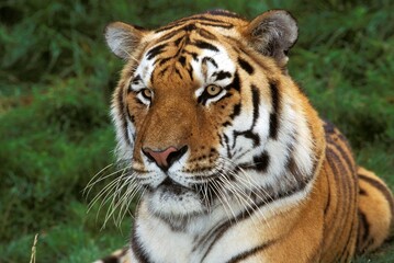 Fototapeta na wymiar SIBERIAN TIGER panthera tigris altaica, PORTRAIT OF ADULT