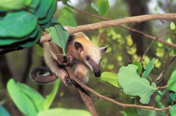 SOUTHERN ANTEATER tamandua tetradactyla, ADULT STANDING IN TREE