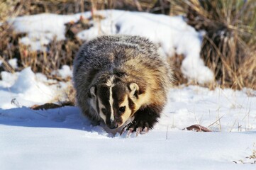 AMERICAN BADGER taxidea taxus, ADULT IN SNOW SEARCHING FOOD, CANADA