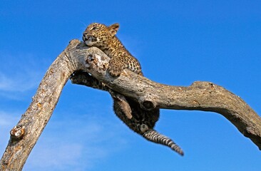 LEOPARD panthera pardus, CUB PLAYING ON BRANCH