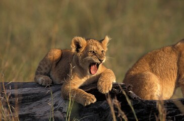 AFRICAN LION panthera leo, CUB YAWNING, KENYA