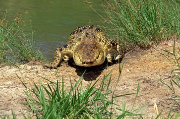 AUSTRALIAN SALWATER CROCODILE OR ESTUARINE CROCODILE crocodylus porosus, ADULT COMING OUT WATER,...