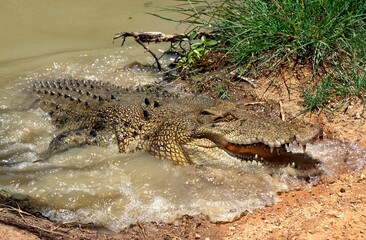 AUSTRALIAN SALWATER CROCODILE OR ESTUARINE CROCODILE crocodylus porosus, ADULT COMING OUT WATER,...