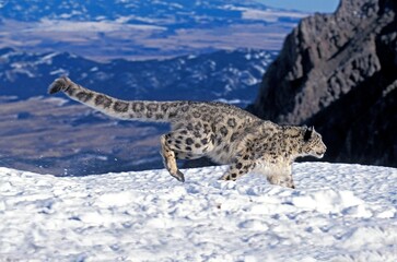 SNOW LEOPARD OR OUNCE uncia uncia, ADULT RUNNING ON SNOW