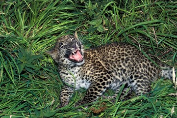 LEOPARD panthera pardus, CUB WITH OPEN MOUTH
