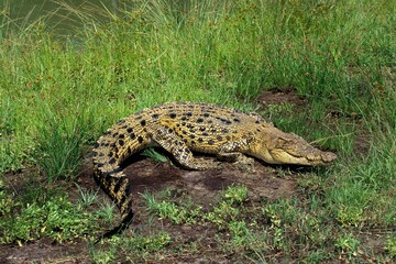 AUSTRALIAN SALWATER CROCODILE OR ESTUARINE CROCODILE crocodylus porosus
