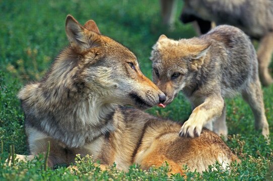 EUROPEAN WOLF canis lupus, FEMALE WITH PUP